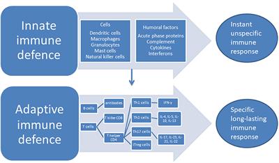 Constructing the Immune Signature of Schizophrenia for Clinical Use and Research; An Integrative Review Translating Descriptives Into Diagnostics